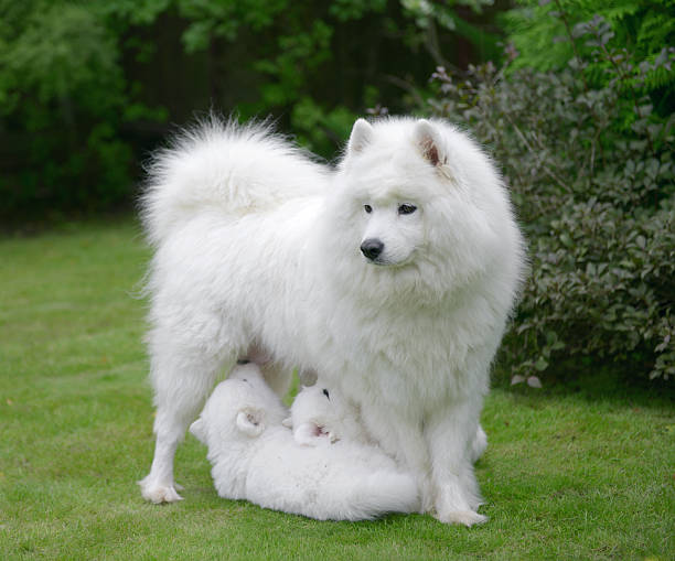 istock Samoyed dog on the lawn with her puppies 588589688