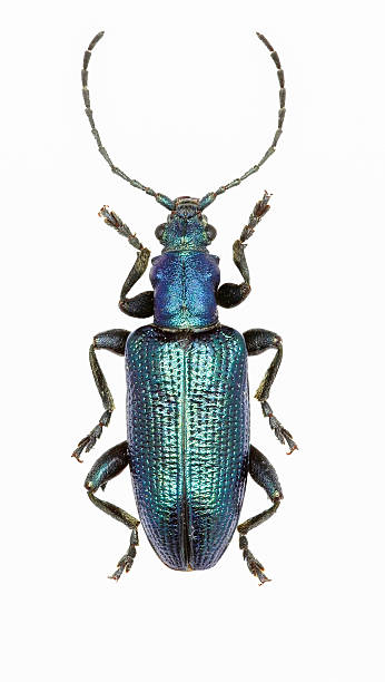 istock Reed beetle on white Background  -  Plateumaris sericea  (Linnaeus, 1761) 588589698