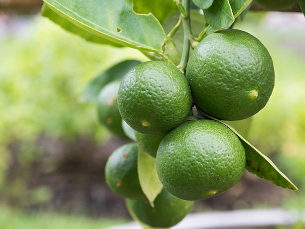 istock Green lemon on the branch 588589910