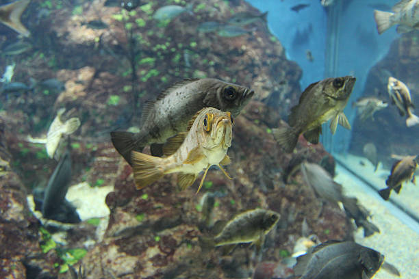 istock Fish in the aquarium 588590394