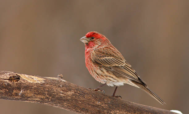 istock House Finch 588590400