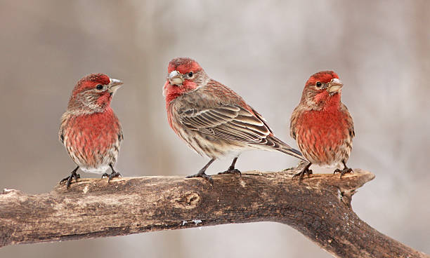 istock House Finch 588590430