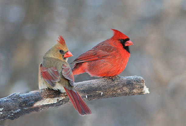 Northern Cardinal in winter Northern Cardinal pair in winter female cardinal bird stock pictures, royalty-free photos & images