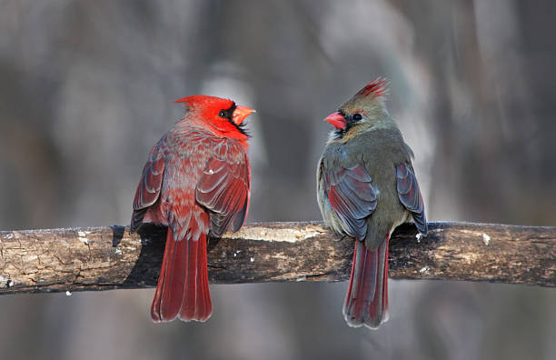 Northern Cardinal in winter Northern Cardinal pair in winter female animal stock pictures, royalty-free photos & images