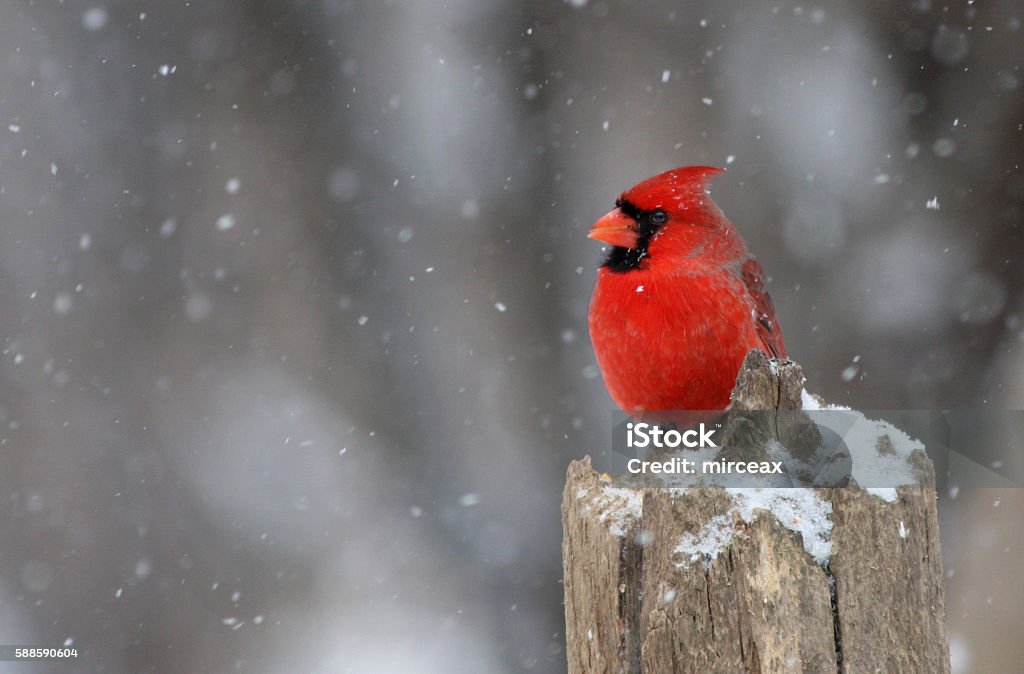 Cardinal rouge en hiver - Photo de Cardinal - Oiseau libre de droits