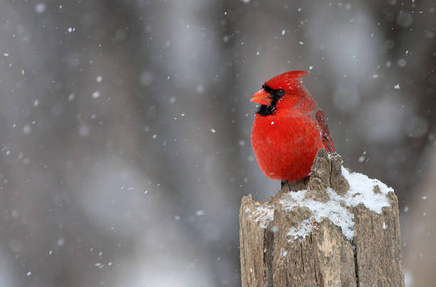 Northern Cardinal in winter