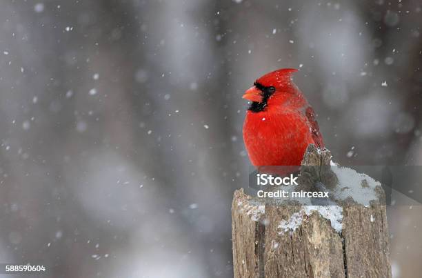 Northern Cardinal In Winter Stock Photo - Download Image Now - Cardinal - Bird, Winter, Bird