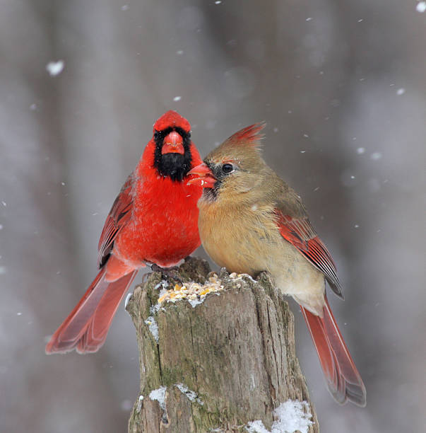 Northern Cardinal in winter Northern Cardinal pair in winter female cardinal bird stock pictures, royalty-free photos & images