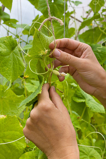 istock gardener hands tied up cucumber 588590760