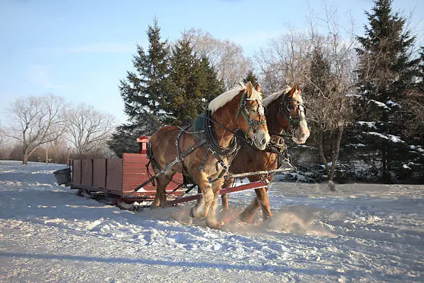 Clydesdale horses Drawn Sleigh Rides in winter