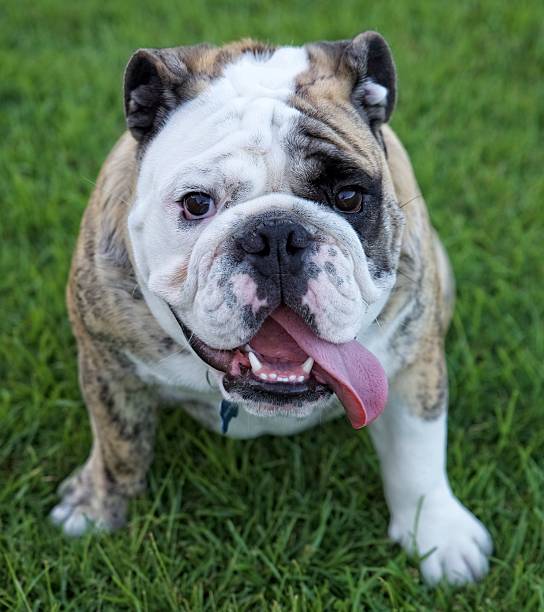 istock Bulldog In the Grass 588591212