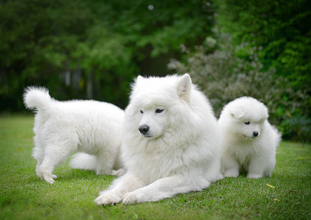 istock Samoyed dog on the lawn with her puppies 588591438