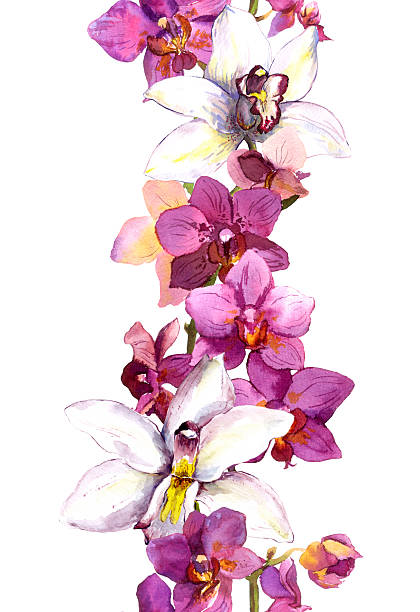 ilustraciones, imágenes clip art, dibujos animados e iconos de stock de borde de marco floral sin costuras con flores exóticas brillantes orquídea. acuarela - flower flourishes paint backgrounds