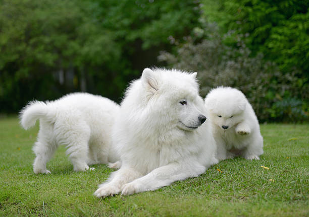 istock Samoyed dog on the lawn with her puppies 588591514