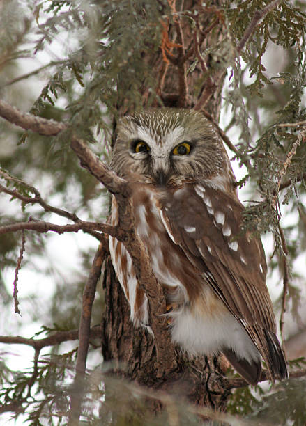 istock Northern Saw-whet Owl 588591948