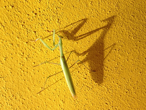 A mantis walks on a yellow vertical wall. Italy, Summer.