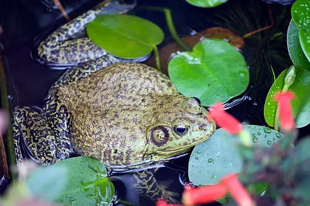 Photo of Bullfrog or Rana catesbeiana