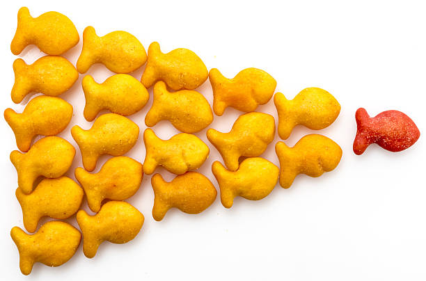 Follow the leader Miami , Florida, USA - December 21, 2015: gold fish crackers from above indicating leadership, a group of brown gold fish crackers follow a red gold fish cracker. Gold fish cracker is manufactured by Pepperidge Farm. goldfish snack stock pictures, royalty-free photos & images