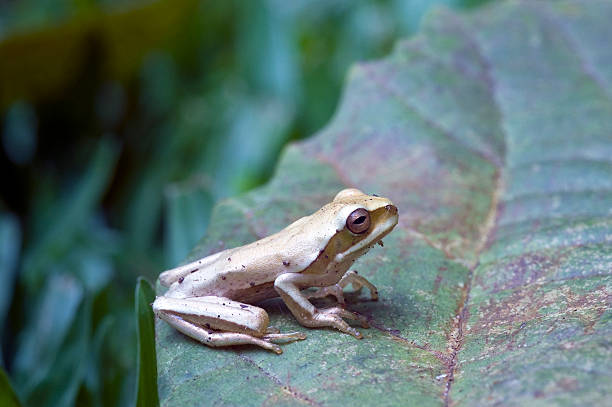 istock True tree frog, amphibian sighted in remaining Atlantic Rainfore 588592534