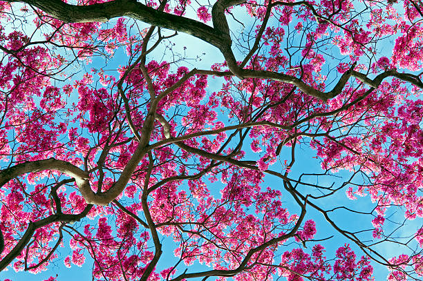 istock Pink ipe, Tabebuia avellanedae or  Handroanthus impetiginosus 588593388