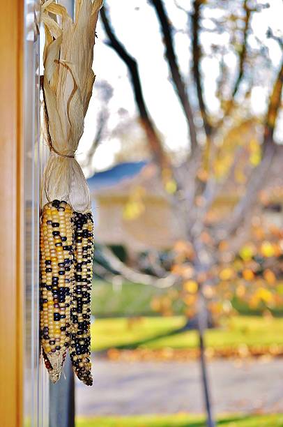가을 장면. 열린 현관문에 매달려 있는 장식옥수수. - decoration corn door corn crop 뉴스 사진 이미지