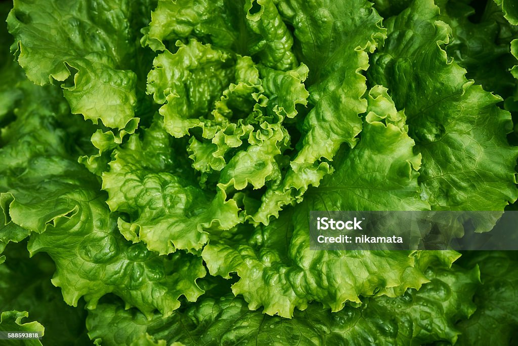 Verde foglie di lattuga - Foto stock royalty-free di Lattuga
