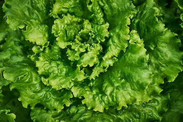 Leaves of green lettuce (lactuca sativa l.). Close up. Selective focus.