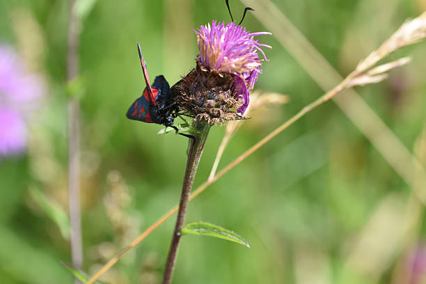 istock Six-spot Burnet (Zygaena filipendulae) on wildflower 588594416