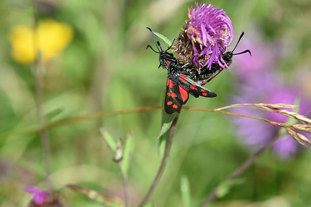 istock Six-spot Burnet (Zygaena filipendulae) on wildflower 588594510