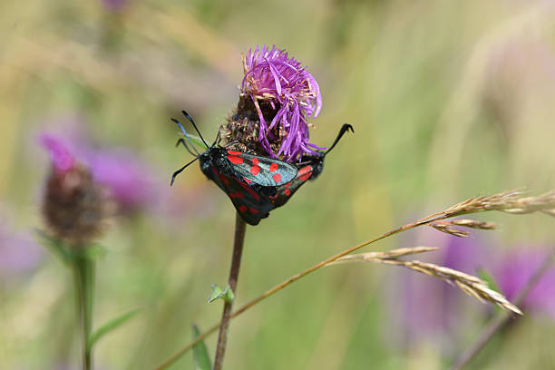 istock Six-spot Burnet (Zygaena filipendulae) on wildflower 588594546