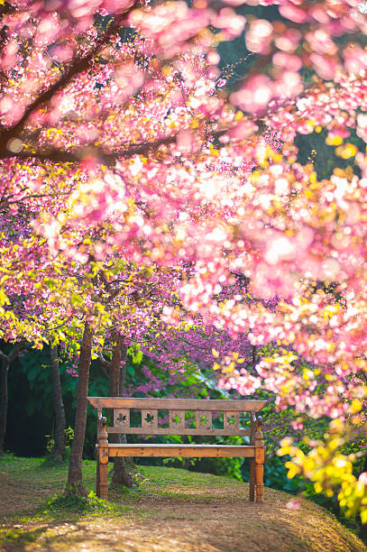 panca da giardino sotto il sakura rosa, stile sfocatura - giardiniere di panorama foto e immagini stock