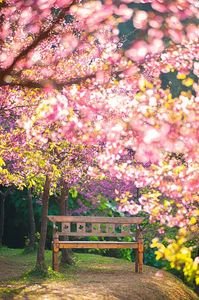 Photo of garden bench under the Pink sakura, blur style