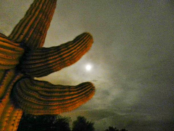 Full moon seen between hands of saguaro cactus. Tucson mountains, Arizona.
