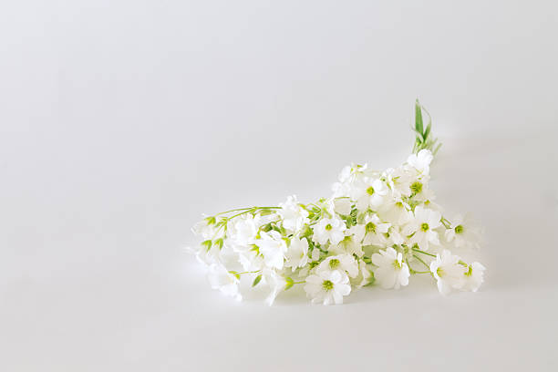istock bouquet of small white flowers on a light background 588597618