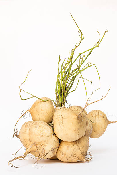 istock Jicama tied together:  Pachyrhizus erosus 588597858