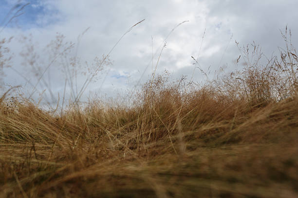 Dry brown tall grass against dark brooding skies stock photo