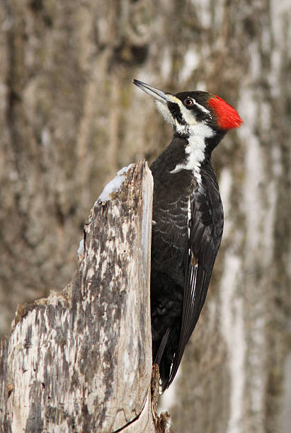 istock Male Pileated woodpecker 588599292