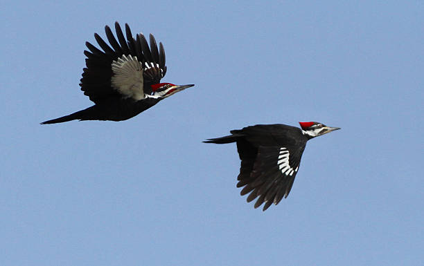 Male Pileated woodpeckers in flight Pileated woodpeckers (Dryocopus pileatus) in flight pileated woodpecker stock pictures, royalty-free photos & images