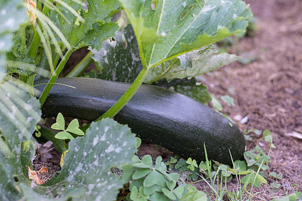 istock courgette in the vegetable garden 588599768