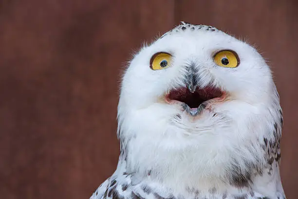 White Owl with shocking face
