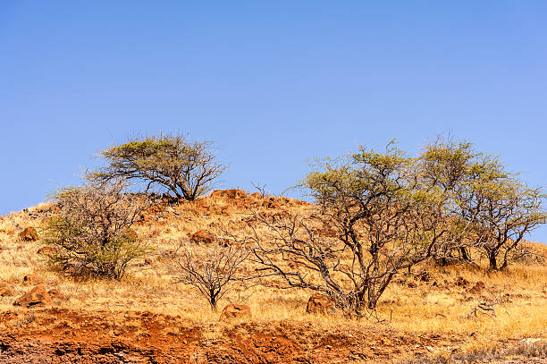 istock Volcanic landscape on Maui Island in Hawaii. 588601938
