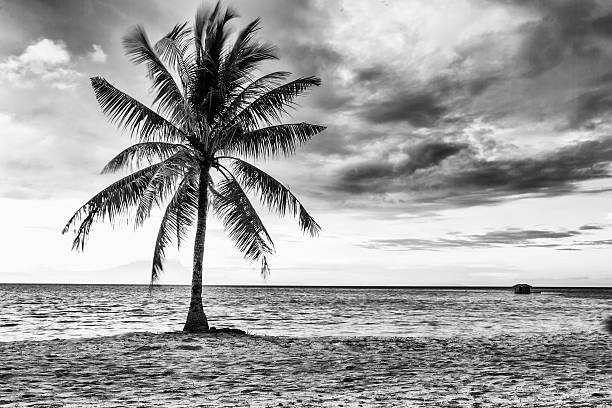 istock Beautiful beach with coconut, Black and white color 588602212