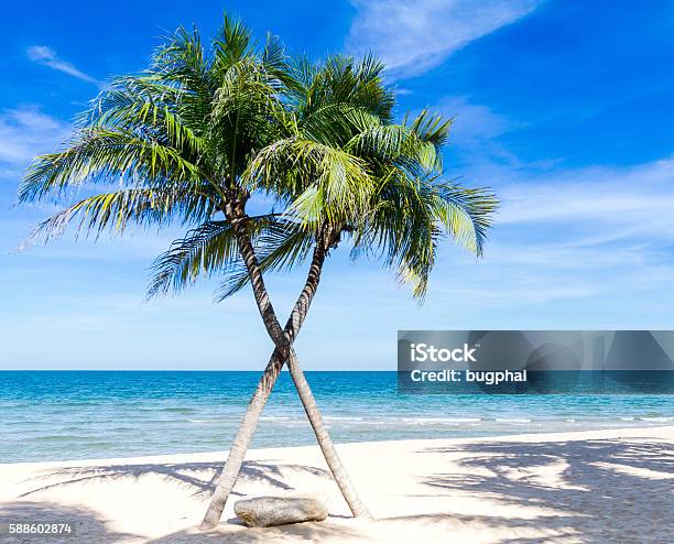 Palm And Beach Stock Photo - Download Image Now - Atlantic Ocean, Backgrounds, Beach