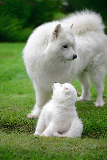 istock Samoyed dog on the lawn with her puppies 588603156