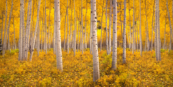 Bosque de árboles de álamo temblón de otoño en las Montañas Rocosas, CO photo