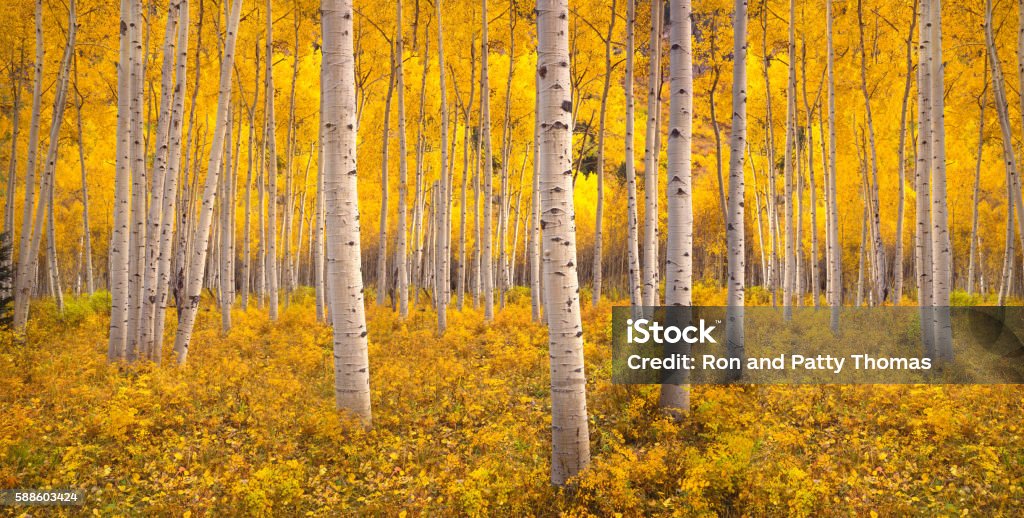 Autumn aspen tree forest in the Rocky Mountains, CO Autumn aspen tree forest in the San Juan Range of the Rocky Mountains, Colorado Colorado Stock Photo