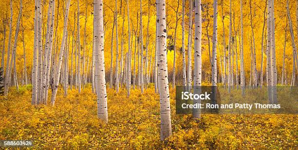 Autumn Aspen Tree Forest In The Rocky Mountains Co Stock Photo - Download Image Now