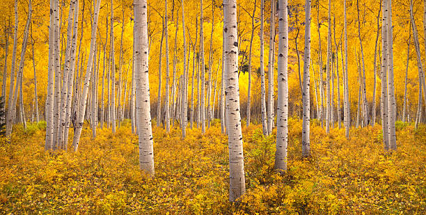 autumn aspen tree forest in the rocky mountains, co - rocky mountains panoramic colorado mountain imagens e fotografias de stock