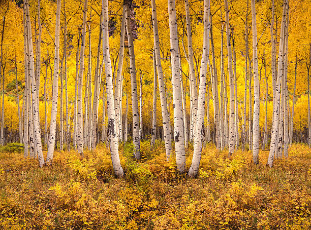 istock Autumn aspen tree forest in the Rocky Mountains, CO 588603638