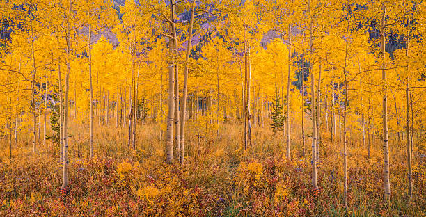 forêt de trembles d’automne dans les montagnes rocheuses, co - rocky mountains panoramic colorado mountain photos et images de collection